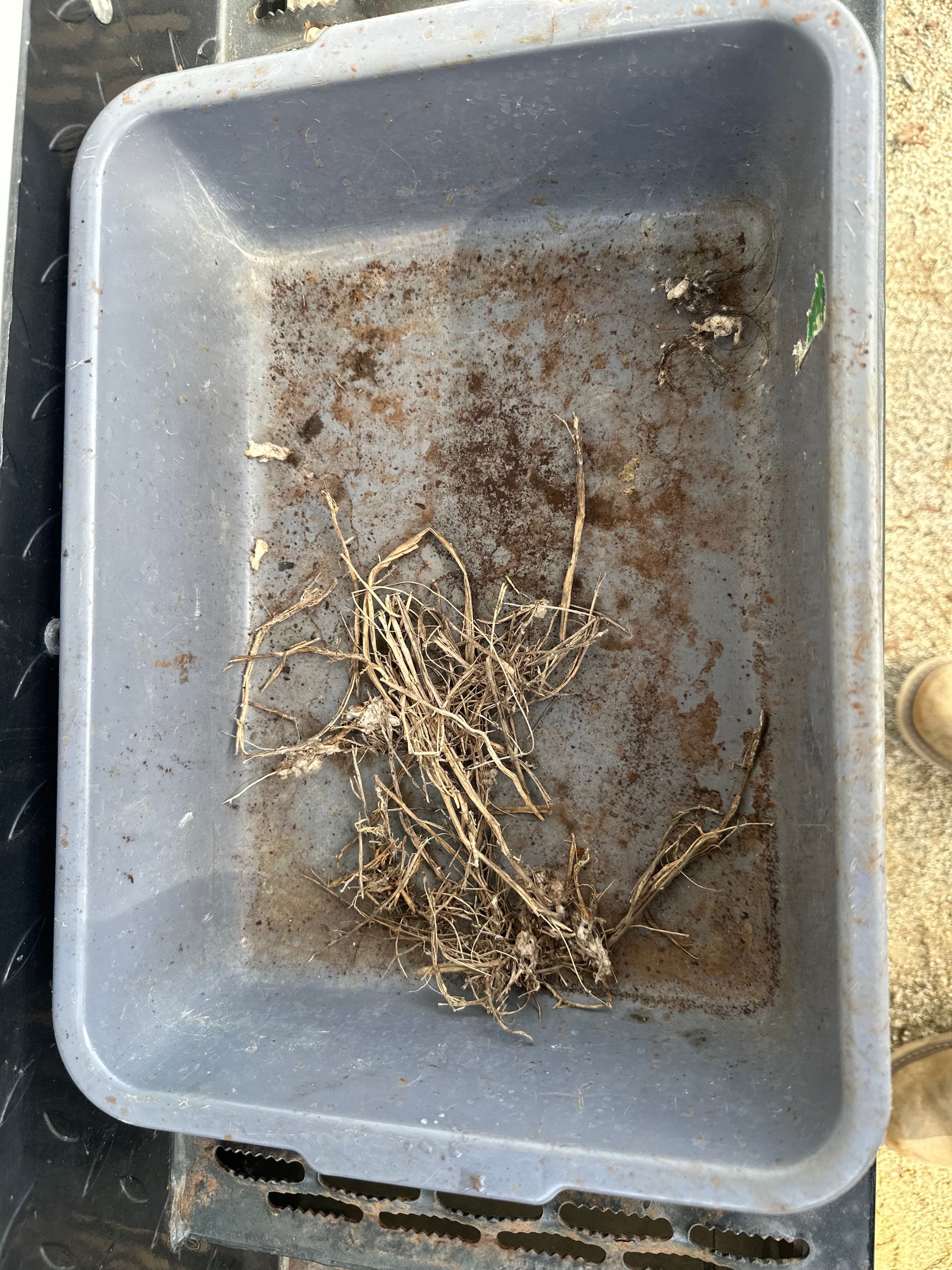 Project Small Roots, Big Drain Problems - Here's What to Know image
