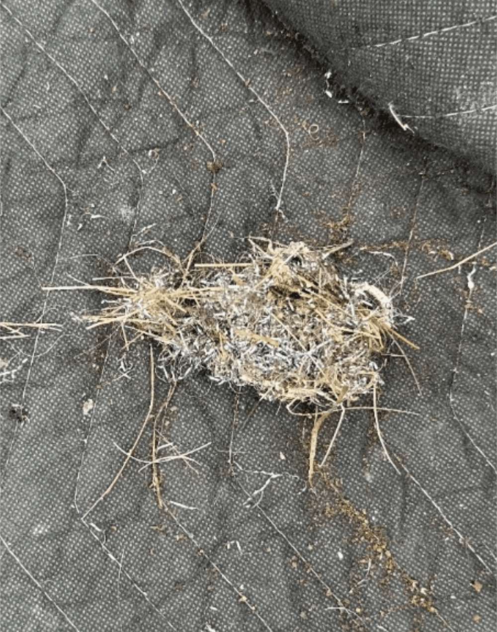 Clump of grass and debris on a textured black surface.