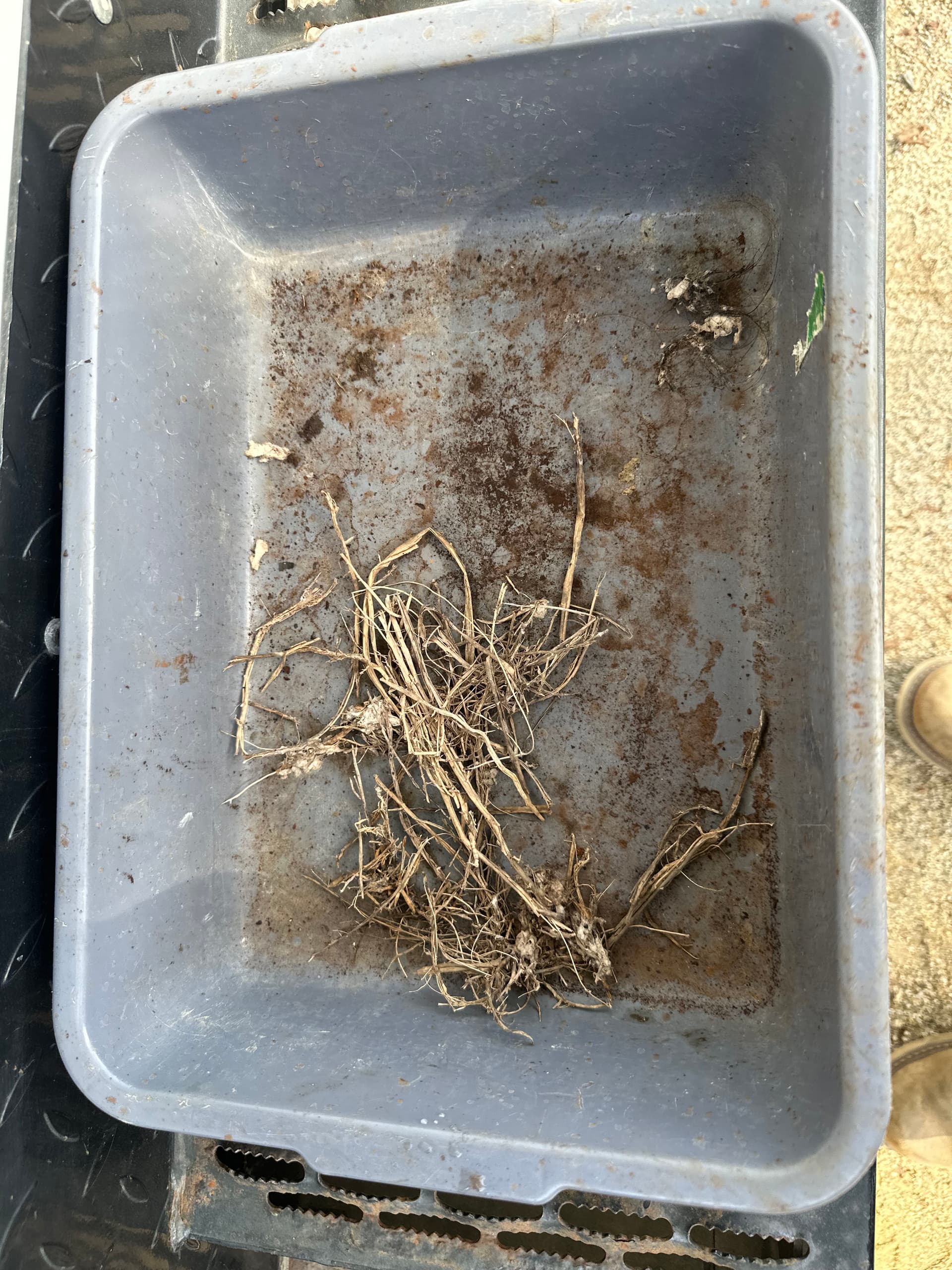 Small Roots, Big Drain Problems - Here's What to Know image